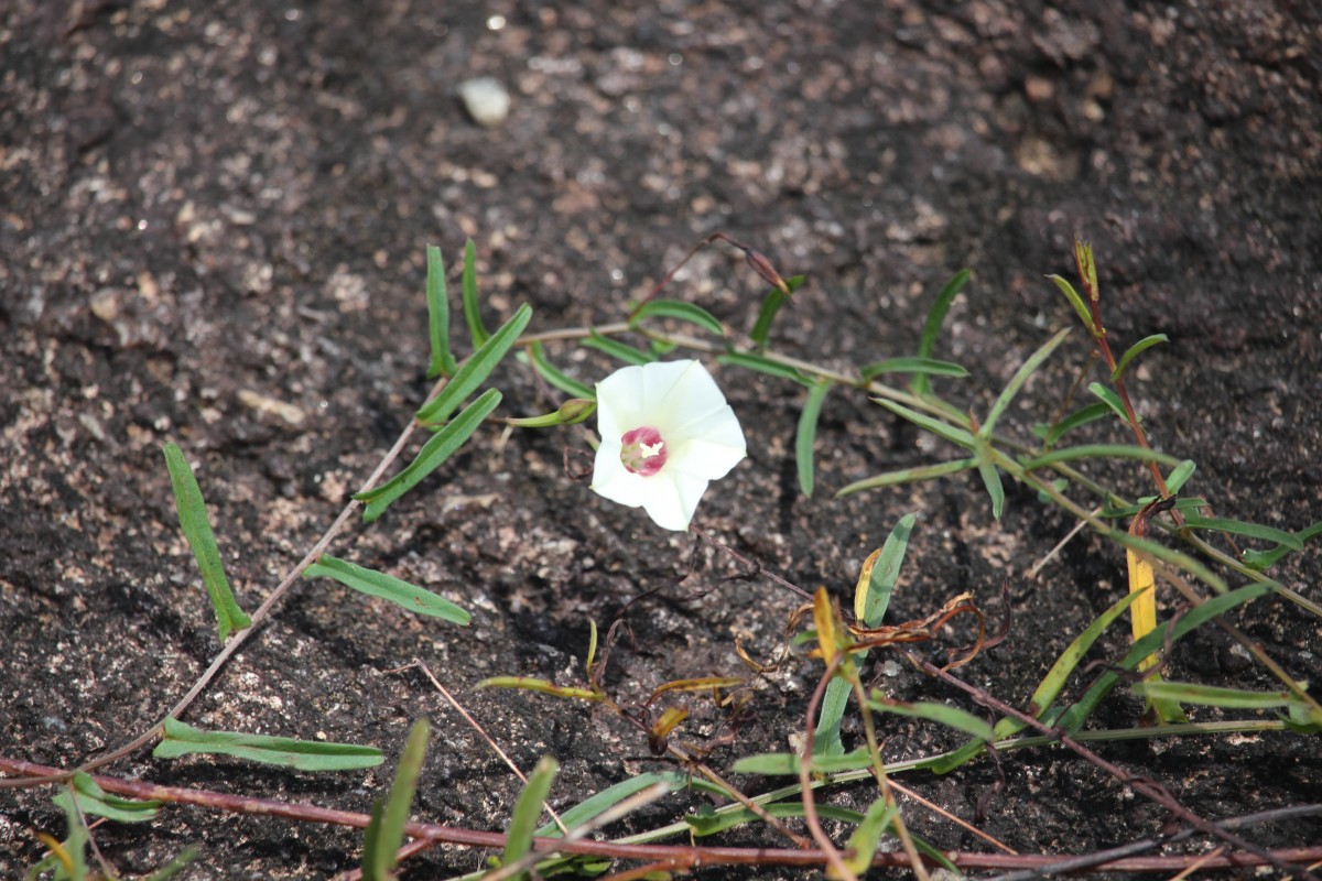 Xenostegia tridentata (L.) D.F.Austin & Staples